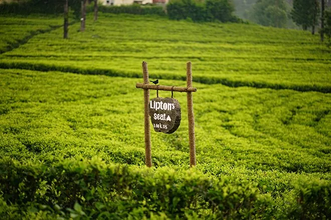 Lipton's seat
